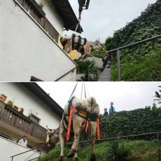 WAKA Harness For Bovines And Equines